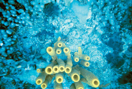 Coral Calcium: Hype or Highly Effective Supplement? Image